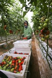 Image du Maroc Professionnelle de  Agriculture moderne au Sahara, Une femme marocaine effectue la cueillette des tomates en grappes sous une serre dans une ferme à Dakhla. Dans cette région la production des tomates en grappes bénéficie d’un climat phénoménalement ensoleillé, tempéré et régulier, Mardi 21 Novembre 2006. Avec l'introduction des cultures sous abris serres, la région de Dakhla est devenue en très peu de temps célèbre pour ces productions de fruits et légumes destinés à l’export. (Photo / Abdeljalil Bounhar)